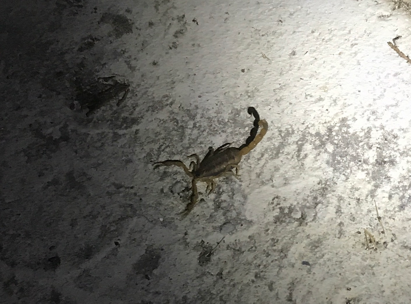 Illustration for article titled A Scorpion, Gecko, and Praying Mantis Are Having A Turf War On The Side Of My House